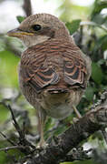 Red-backed Shrike