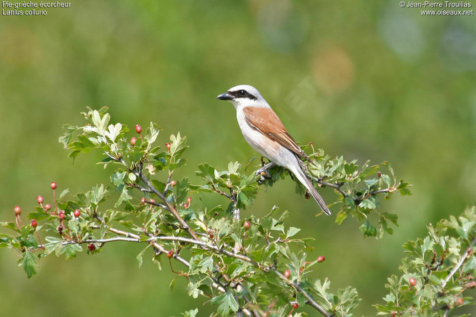 Red-backed Shrike male