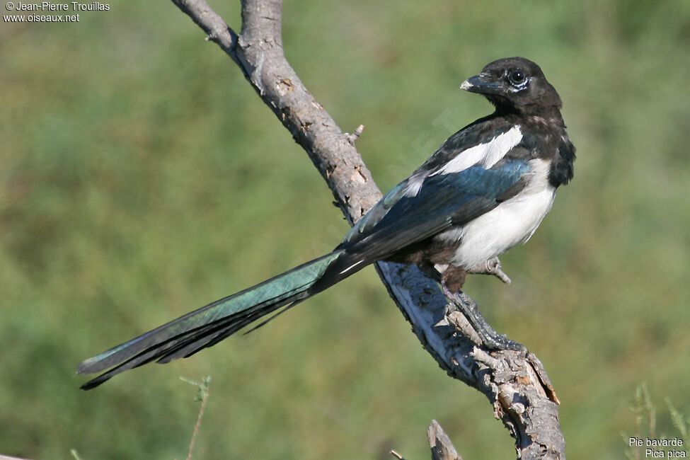 Eurasian Magpie