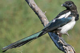 Eurasian Magpie