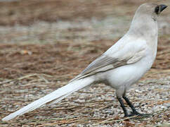 Eurasian Magpie