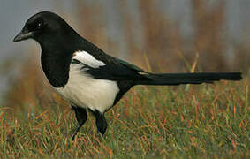 Eurasian Magpie