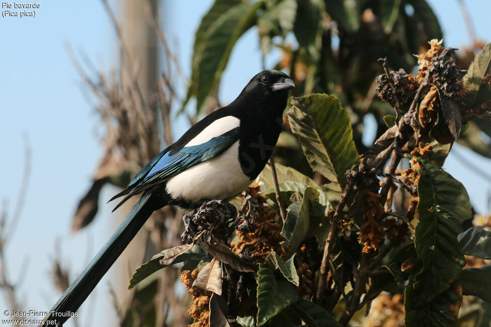 Eurasian Magpie