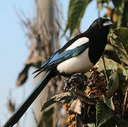 Eurasian Magpie