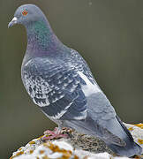 Rock Dove