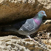 Rock Dove