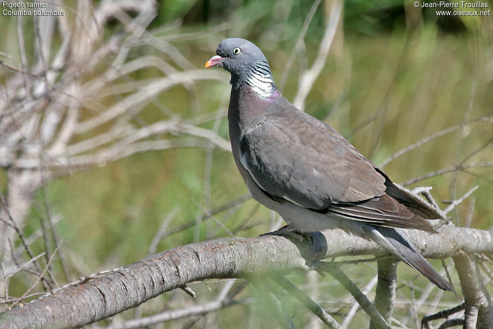 Pigeon ramieradulte