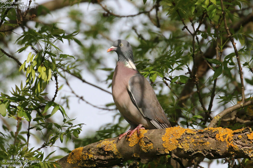 Common Wood Pigeon