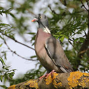 Common Wood Pigeon