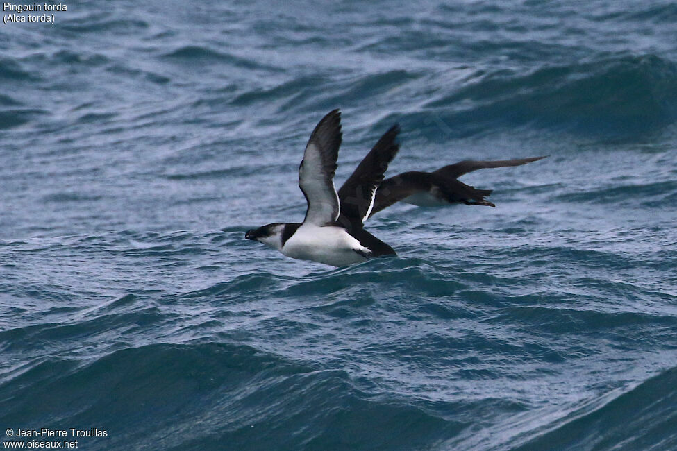 Razorbill