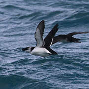 Razorbill