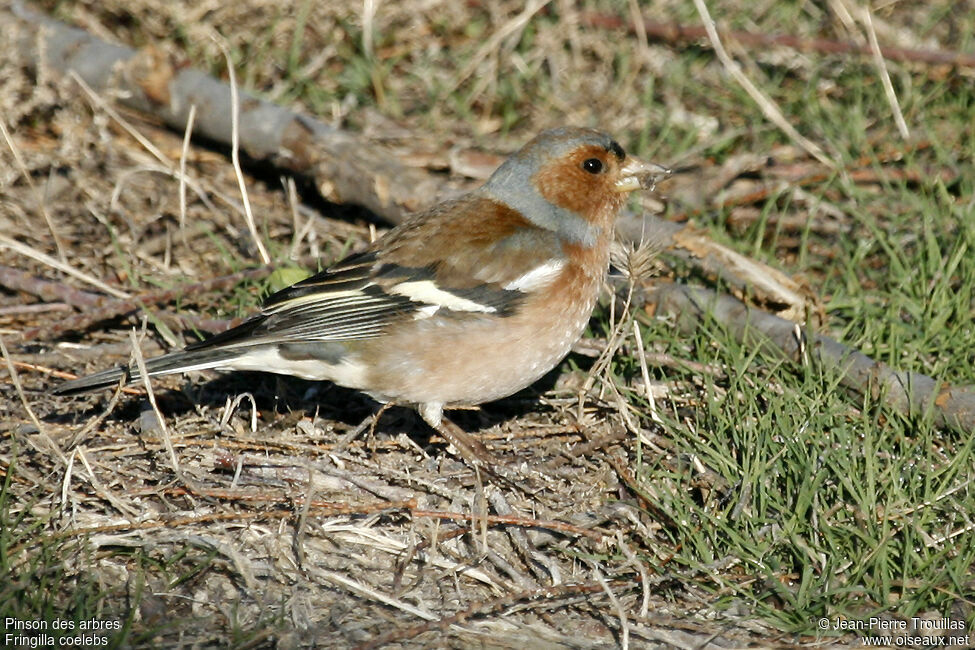 Pinson des arbres mâle adulte