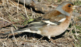 Eurasian Chaffinch