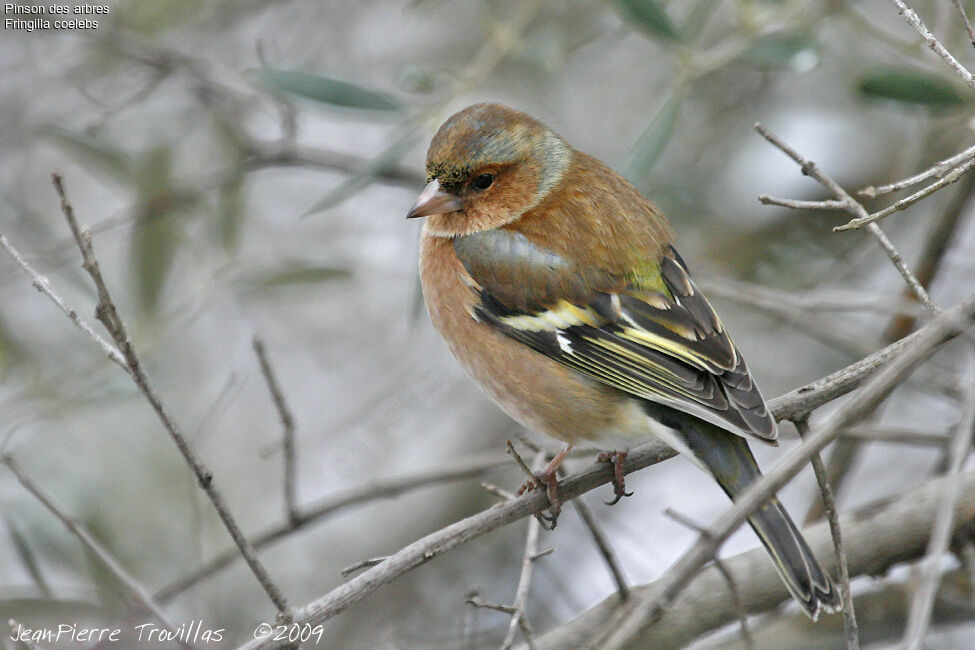 Eurasian Chaffinch