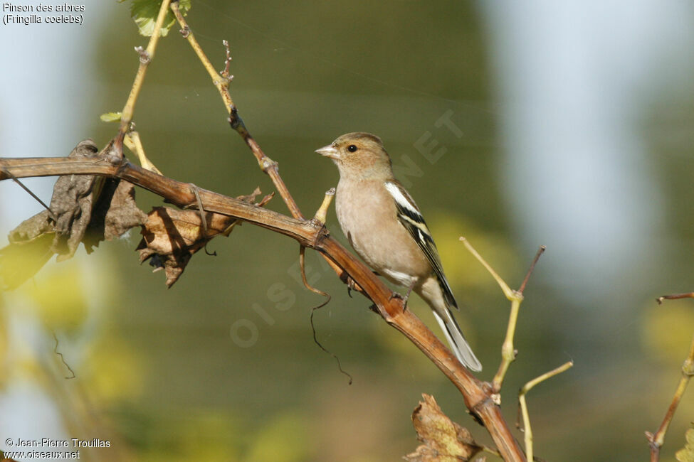 Common Chaffinch