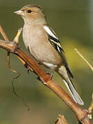 Common Chaffinch