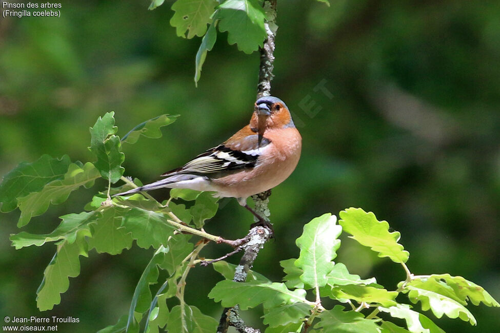 Pinson des arbres