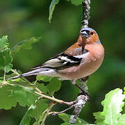 Eurasian Chaffinch