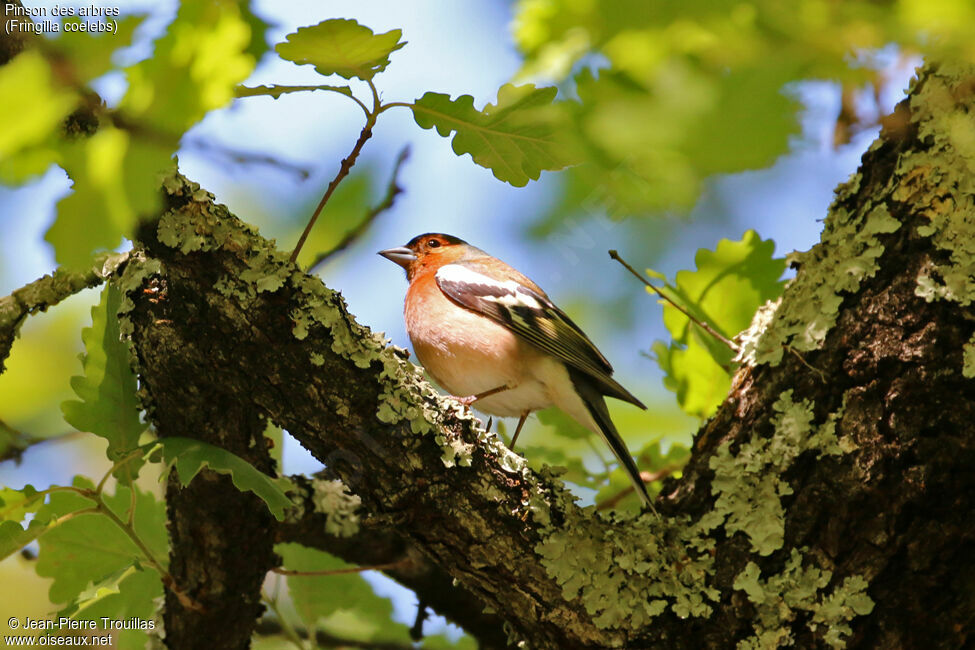 Pinson des arbres