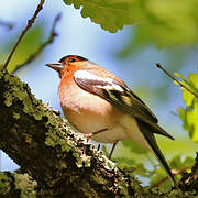 Common Chaffinch