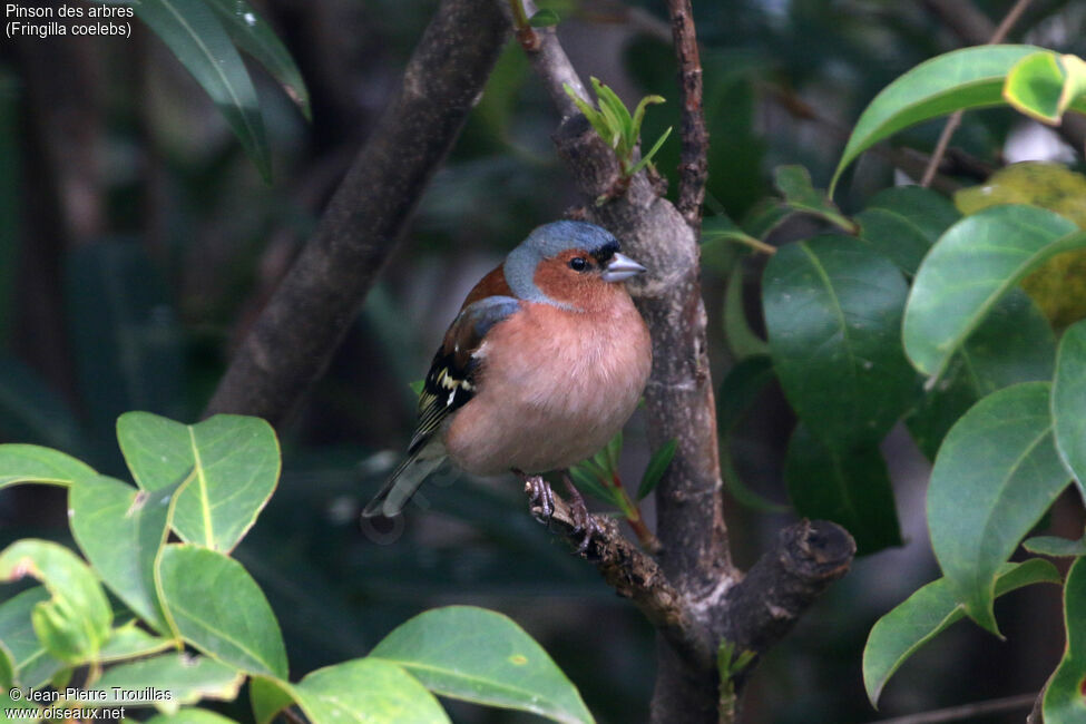 Common Chaffinch