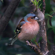 Common Chaffinch