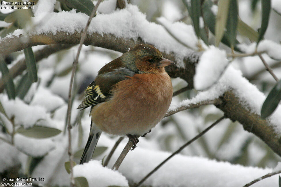 Common Chaffinch