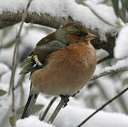 Common Chaffinch