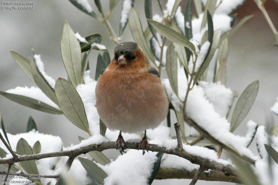 Common Chaffinch