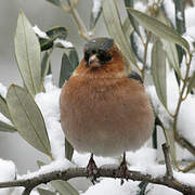 Eurasian Chaffinch