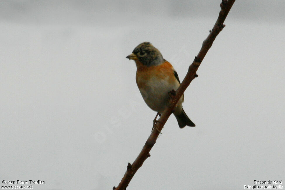 Brambling female