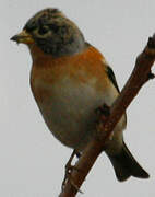 Brambling