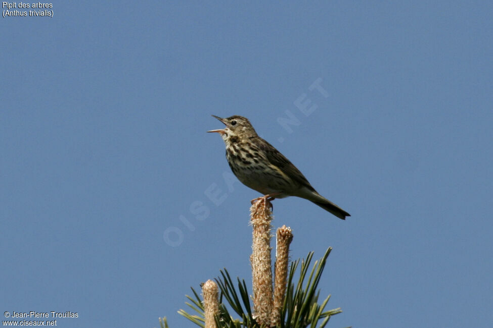 Tree Pipit