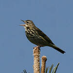 Pipit des arbres