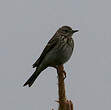 Pipit des arbres