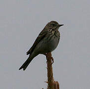 Pipit des arbres