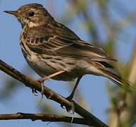 Pipit farlouse