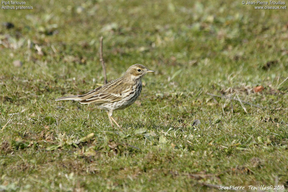 Pipit farlouse