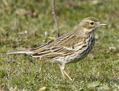 Pipit farlouse