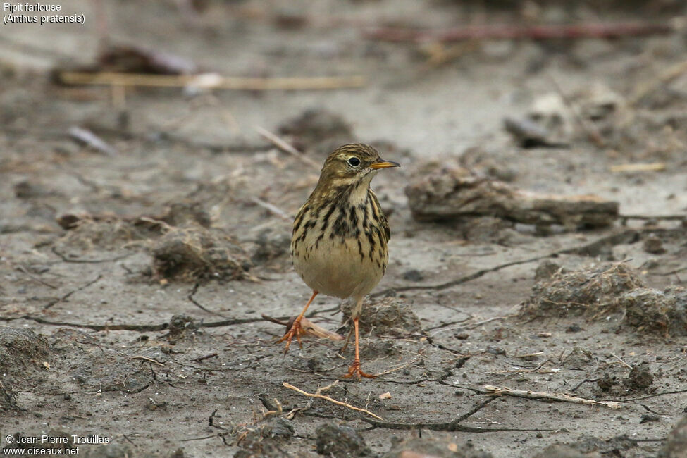 Meadow Pipit