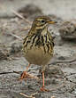 Pipit farlouse