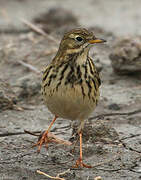 Pipit farlouse