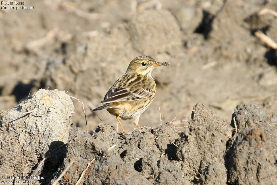 Pipit farlouse