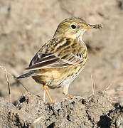 Meadow Pipit