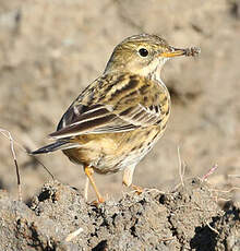 Pipit farlouse