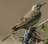 Tawny Pipit