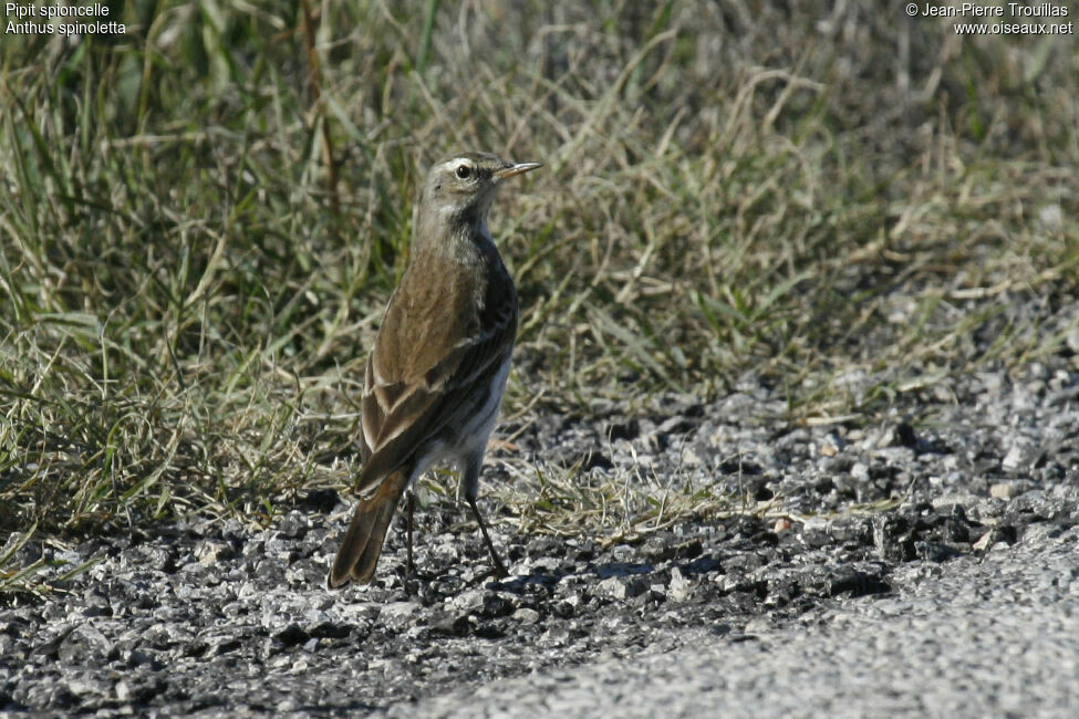 Pipit spioncelle