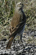 Water Pipit