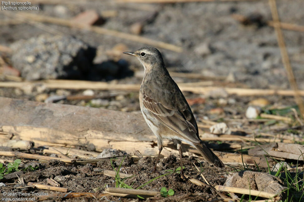 Pipit spioncelle