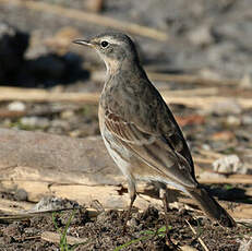 Pipit spioncelle